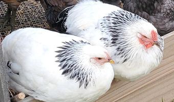 4775 S 50th Rd, Aldrich, MO 65601