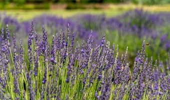 PURPLE ADOBE LAVENDER FARM 25 Private Drive 1622, Abiquiu, NM 87510