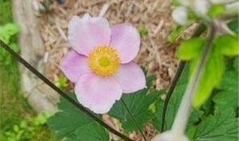 1019 Ash St, Alexandria, MN 56308