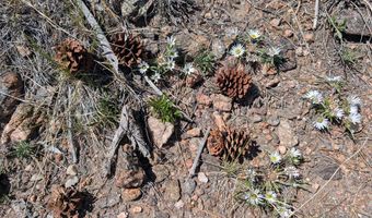 Old Camp Rd, Bellvue, CO 80512