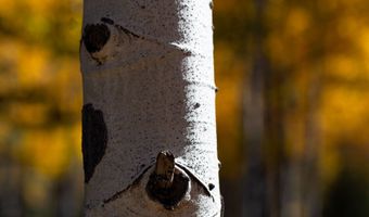 1 The Ranch At Angel Fire, Angel Fire, NM 87710