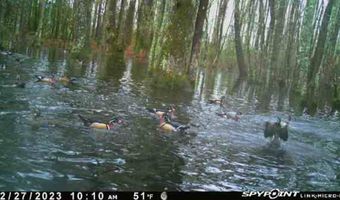 TBD Binnicker Bridge Road, Bamberg, SC 29003