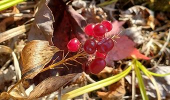 91 Greenleaf Brook Rd, Amity, ME 04730