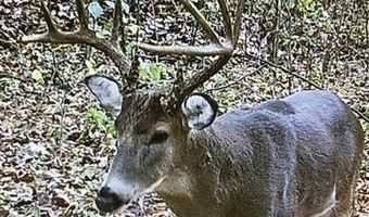 McKinley Guffey, Albany, KY 42602