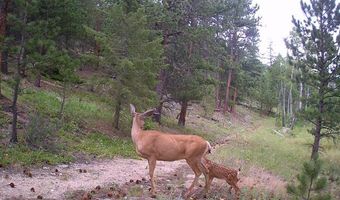County Road 59, Allenspark, CO 80510