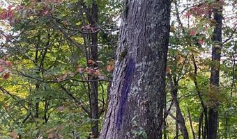 Bandy Rd / Whitaker Ridge Area, Bandy, VA 24602