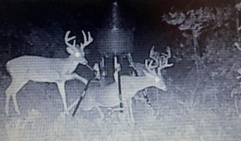 34655 Co Rd 49, Beaverton, AL 35544