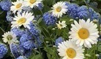 35 Heron, Boston, MA 02132