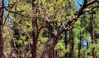 Tbd STONE CREEK RD CR 2117, Alpine, AZ 85920