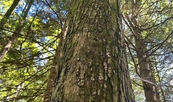 360 Ives Hill Rd, Afton, NY 13730