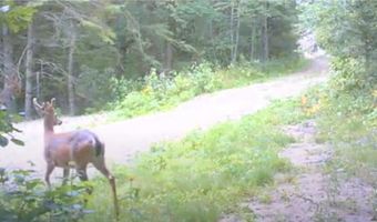 13102 Seaberg Ln, Bagley, MN 56621