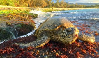 64-486 Kamehameha Hwy 21-A, Haleiwa, HI 96712