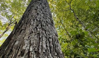 0 Military Rd, Beaverton, AL 35544