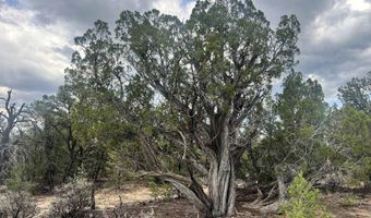Forest Road 556, Carson, NM 87517