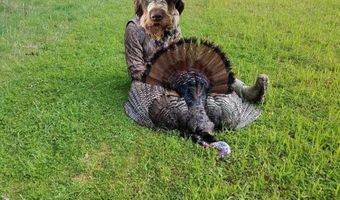 Reeves Road, Ashland, MS 38603