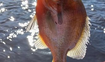 1109 W. 4TH ST Ext, Alma, GA 31510