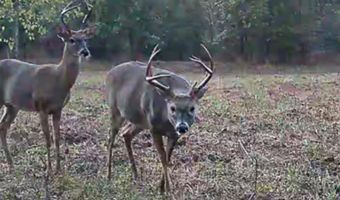 22 Hwy, Adamsville, TN 38310