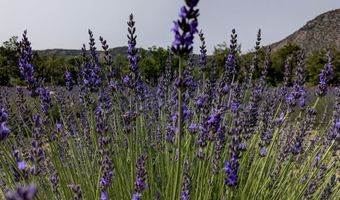 PURPLE ADOBE LAVENDER FARM 25 Private Drive 1622, Abiquiu, NM 87510