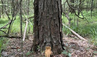 Pine Lodge Road, Batesville, MS 38606