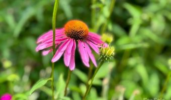 297 Hillside St, Asheville, NC 28801