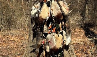 1037 Cr 300, Big Creek, MS 38914