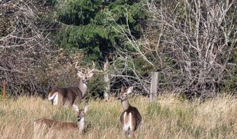 492 Stellar Jay Rd, Bonners Ferry, ID 83805