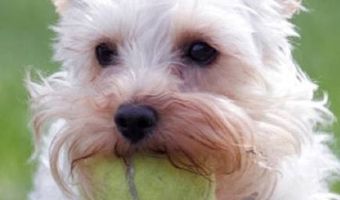 3400 S Ironwood Dr 1038, Apache Junction, AZ 85120