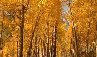 747 Coyote Hill Rd, Allenspark, CO 80510