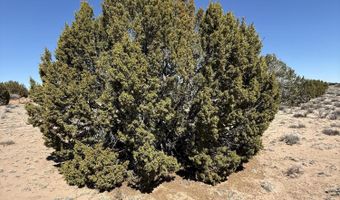 TBD 205-70-002, Chambers, AZ 86502