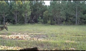 57 40 Acres-TBD Cades Rd, Cades, SC 29518