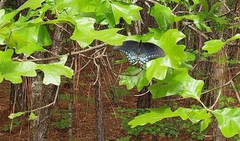 00 Hadwin Rd, Bamberg, SC 29003