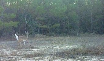Forestry Rd 356, Beaumont, MS 39423
