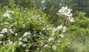 Ashland Camp Loop lot 167, Beattyville, KY 41311