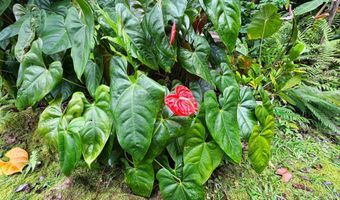 105 Hana Hwy, Hana, HI 96713