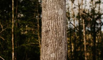 US Hwy 98, Beaumont, MS 39423