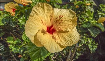 938 S Kihei Rd 301, Kihei, HI 96753