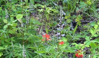 Nhn Black Wolf Trail, Bigfork, MT 59911