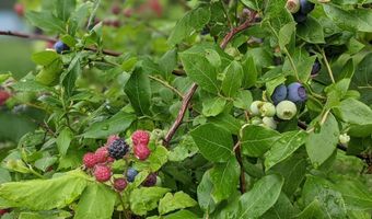 15900 28 Mile Rd, Albion, MI 49224