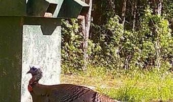 Co Rd 2337, Bay Springs, MS 39422