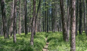 785 La Brant Rd, Bigfork, MT 59911