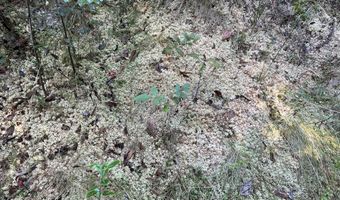 259 Forest Lake Rd, Beaumont, MS 39423