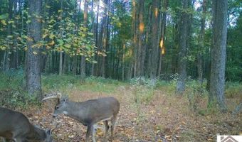 Sandy Branch Road, Bardwell, KY 42023
