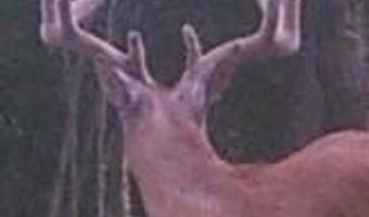 32302 S State Route W Hwy, Archie, MO 64725