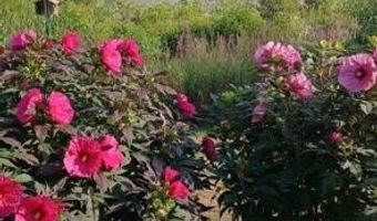 3752 Schermerhorn Lake Dr, Allegan, MI 49010