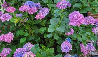 3105 Horseshoe Rd, Appomattox, VA 24522