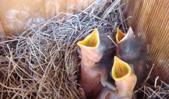 229 Pine Valley Dr, Bassett, VA 24055