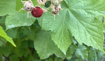 NKA Birdpoint Rd, Bonners Ferry, ID 83805