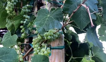 25 Private Dr 1622 PURPLE Adobe Lavender Farm, Abiquiu, NM 87510