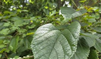 River Rd, Bascom, FL 32423