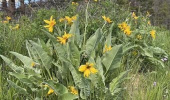DEER HAVEN 40 AC Road, Bondurant, WY 82922